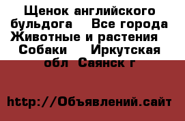 Щенок английского бульдога  - Все города Животные и растения » Собаки   . Иркутская обл.,Саянск г.